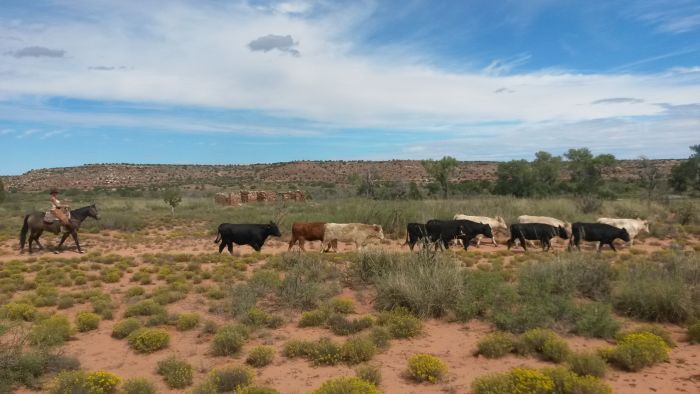 Southwest Working and Guest Ranch New Mexico