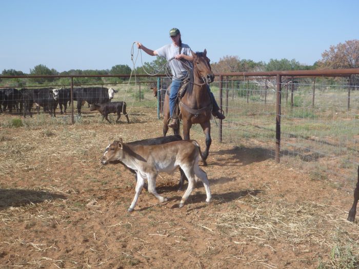 Southwest Working and Guest Ranch New Mexico