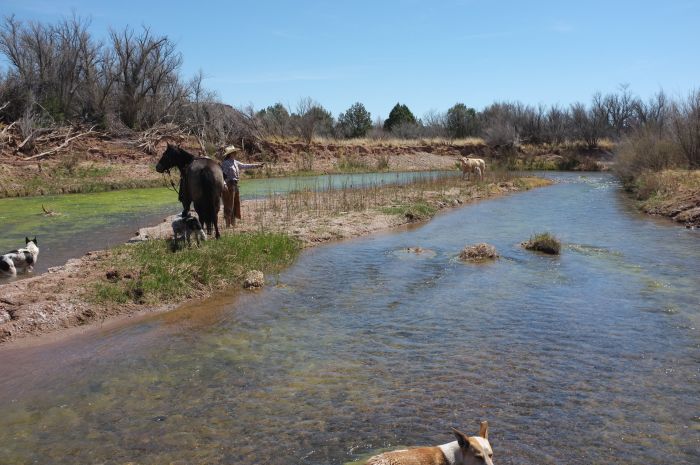 Southwest Working and Guest Ranch New Mexico