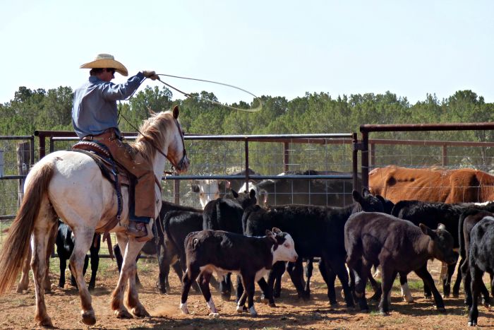 Southwest Working and Guest Ranch New Mexico