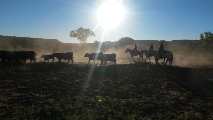 Southwest Working and Guest Ranch New Mexico