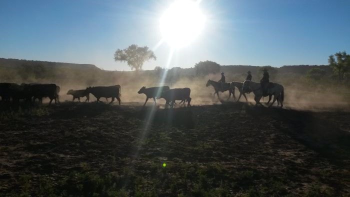 Southwest Working and Guest Ranch New Mexico