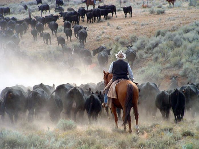 Dryhead Working Ranch