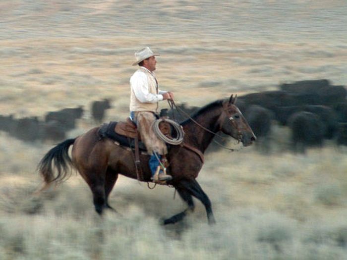 Dryhead Working Ranch