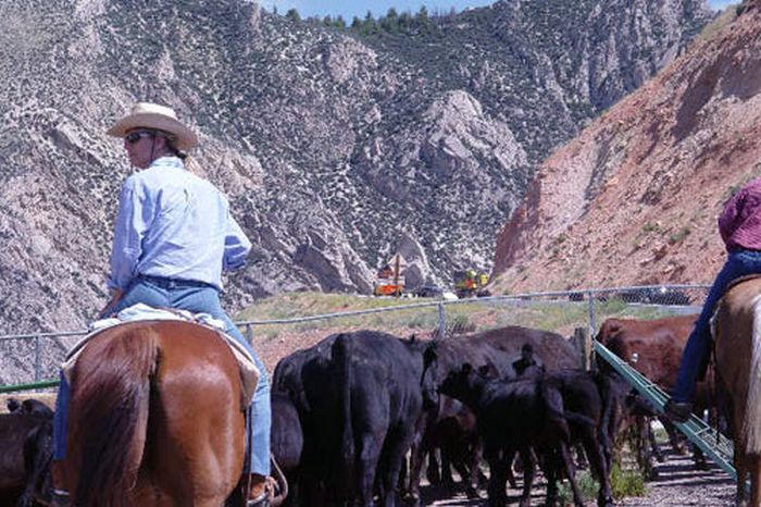 Dryhead Working Ranch