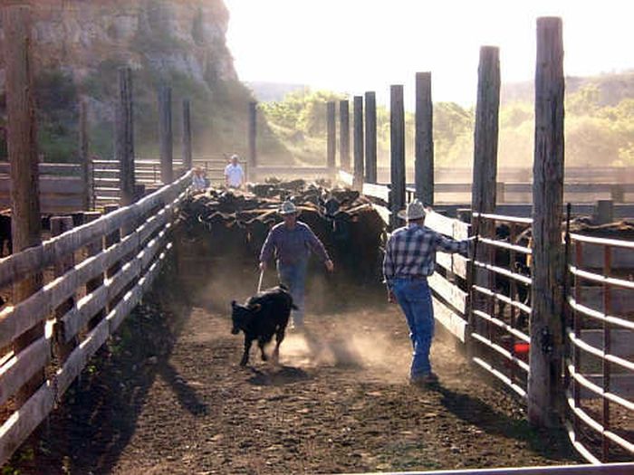 Dryhead Working Ranch