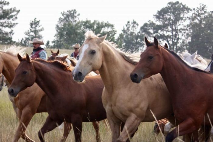 Devils Tower Working & Guest Ranch