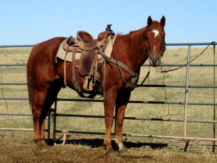 Devils Tower Working & Guest Ranch