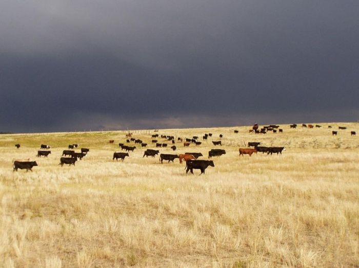 Devils Tower Working & Guest Ranch