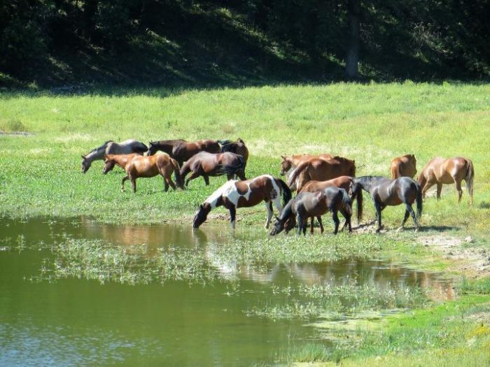 Devils Tower Working & Guest Ranch