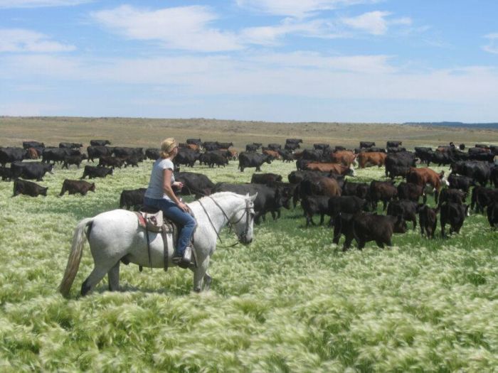 Devils Tower Working & Guest Ranch