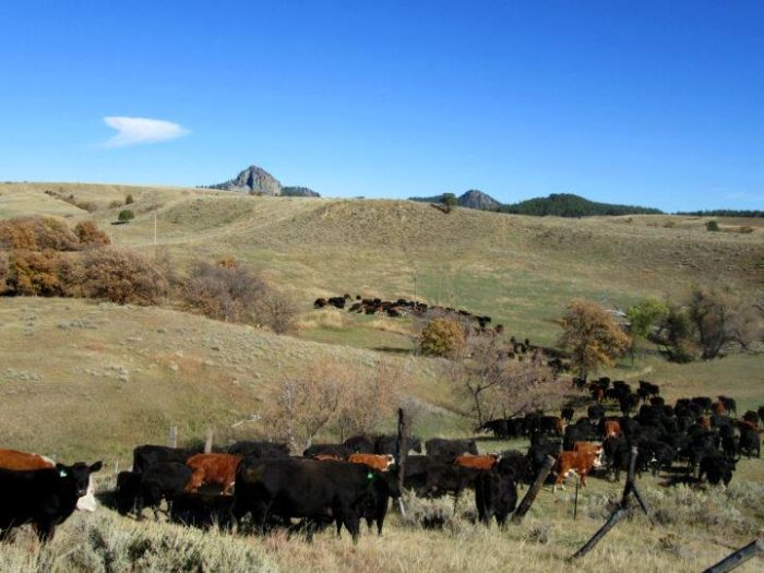 Devils Tower Working & Guest Ranch