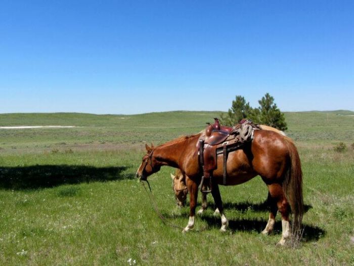 Devils Tower Working & Guest Ranch