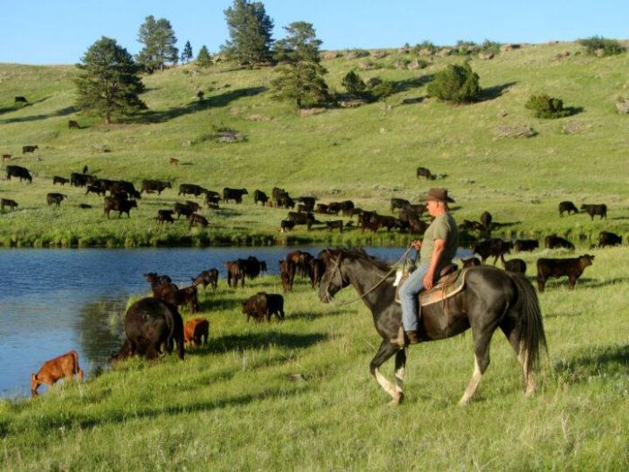 Devils Tower Working & Guest Ranch