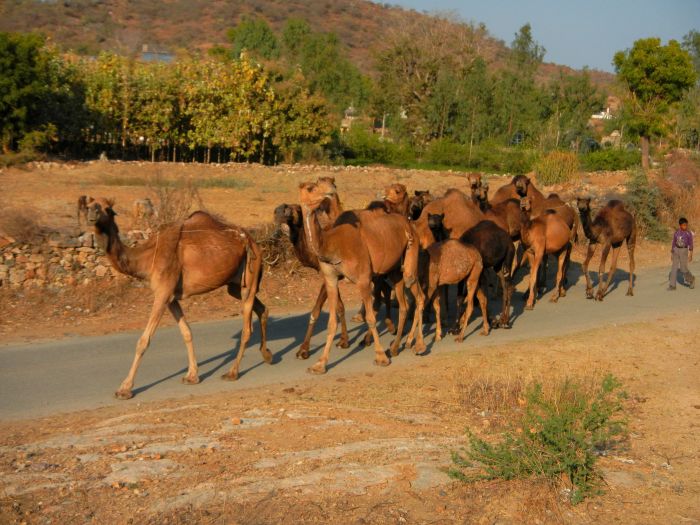 Udaipur Sternritte und Sightseeing