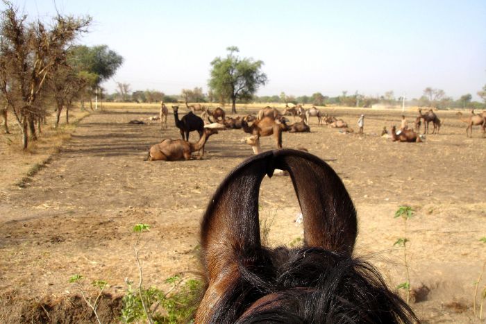 Pushkar Trail - Pferdesafari in Indien