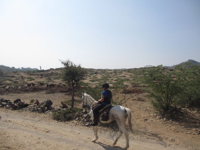 Pushkar Trail - Pferdesafari in Indien