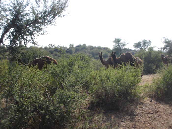 Pushkar Trail - Pferdesafari in Indien