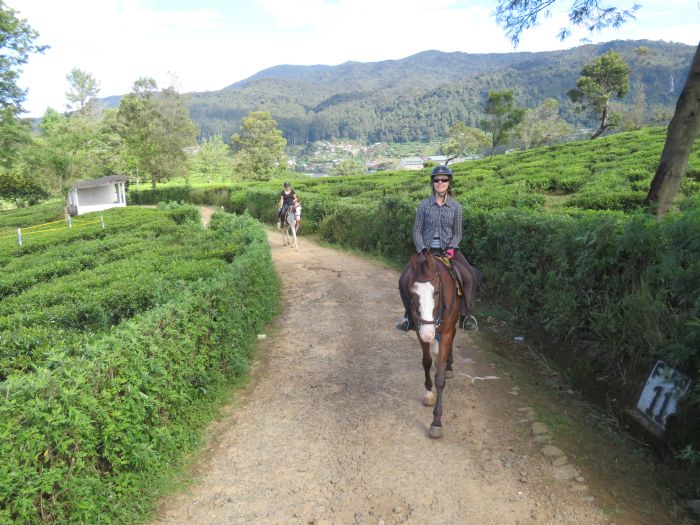 Dschungel Reitsafari Sri Lanka