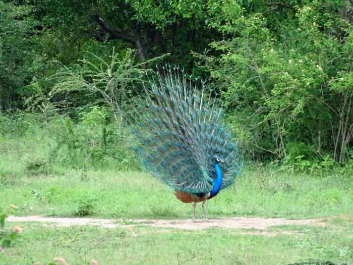 Dschungel Reitsafari Sri Lanka