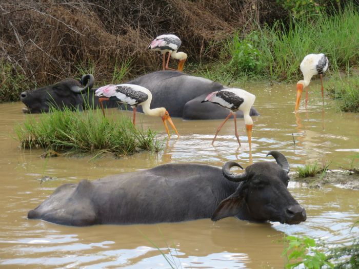 Dschungel Reitsafari Sri Lanka