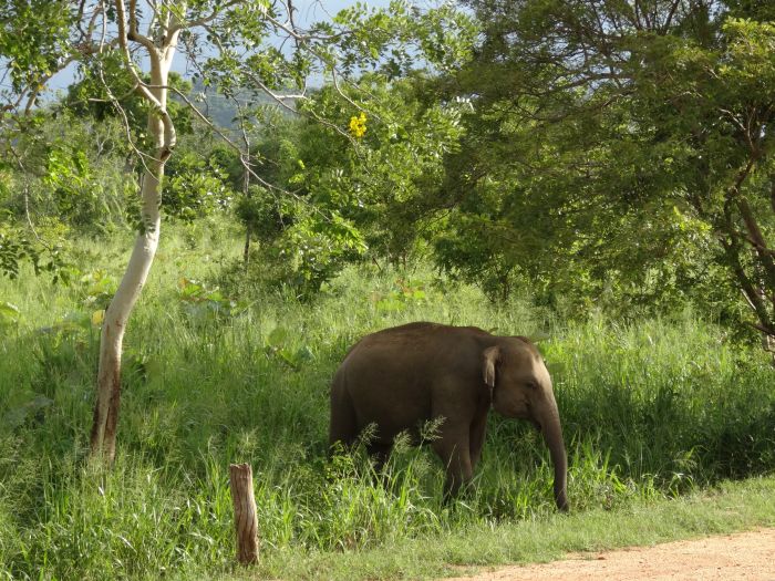 Dschungel Reitsafari Sri Lanka