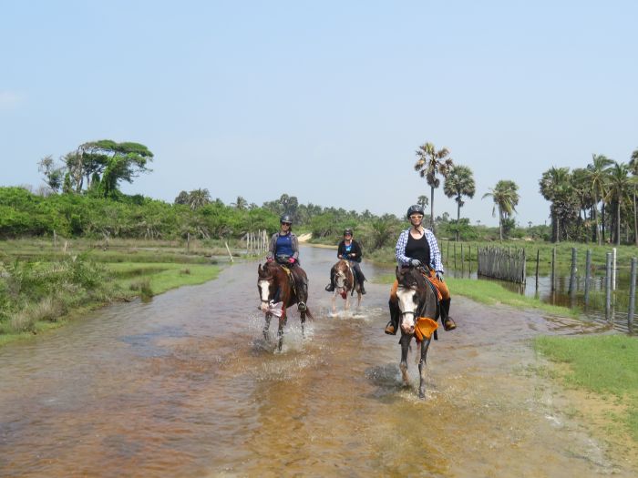 Dschungel Reitsafari Sri Lanka