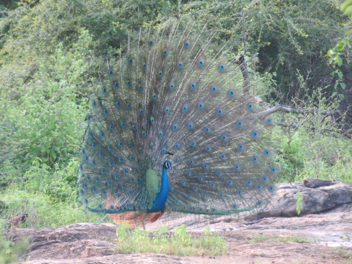 Dschungel Reitsafari Sri Lanka