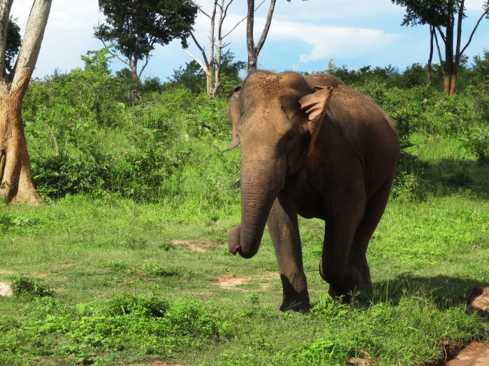 Dschungel Reitsafari Sri Lanka