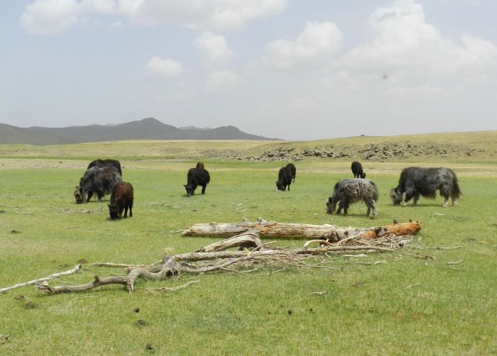 Zentrale Mongolei und Steppen der Nomaden