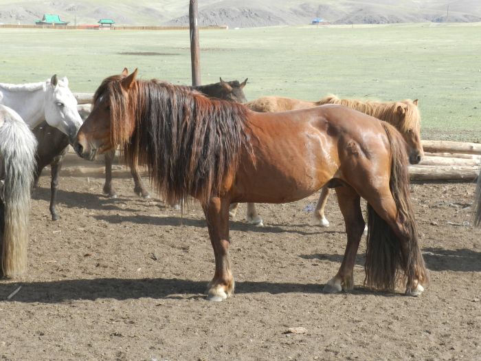 Zentrale Mongolei und Steppen der Nomaden