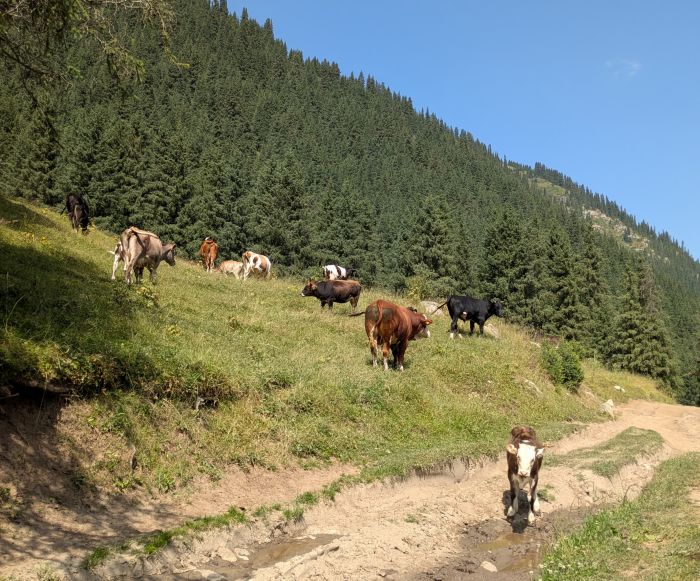 Kirgisistan Gletscher Trails