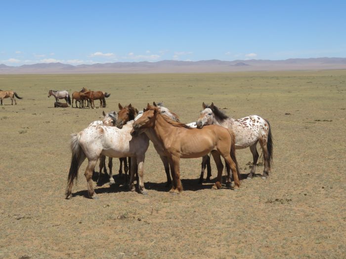 Gobi Steppenritt