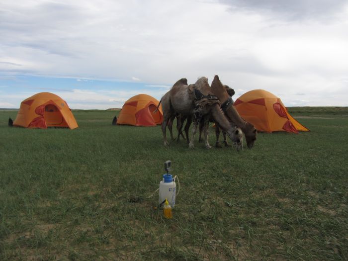 Gobi Steppenritt