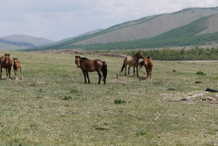 Mongolei Steppen Expedition