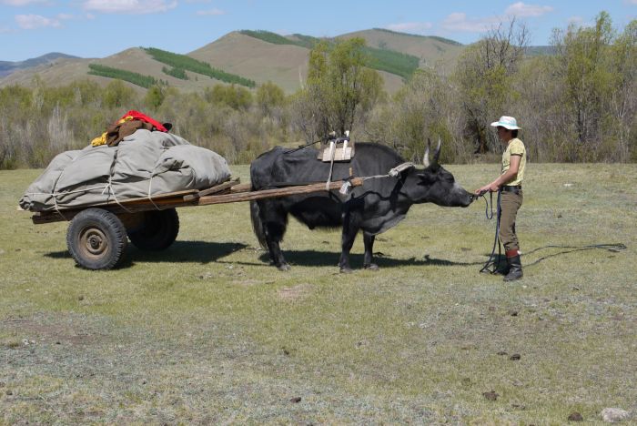 Mongolei Steppen Expedition