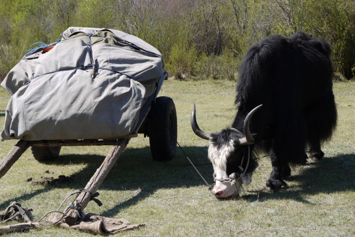 Mongolei Steppen Expedition