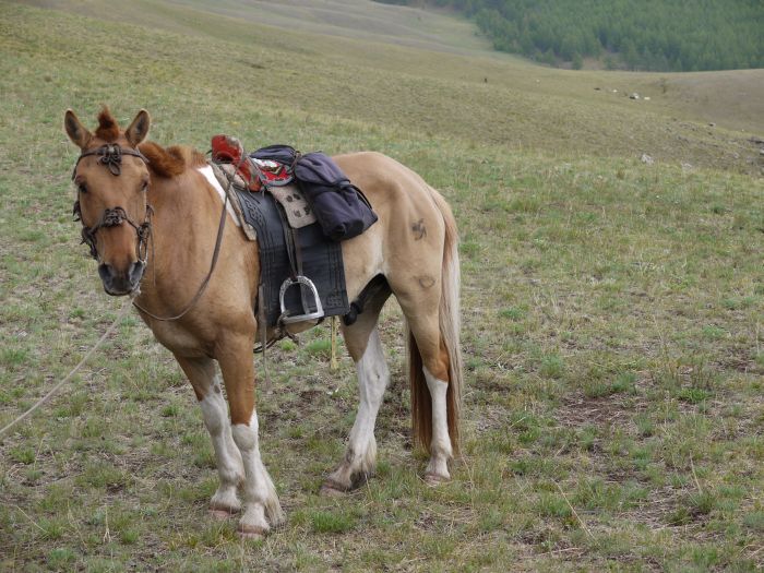 Mongolei Steppen Expedition