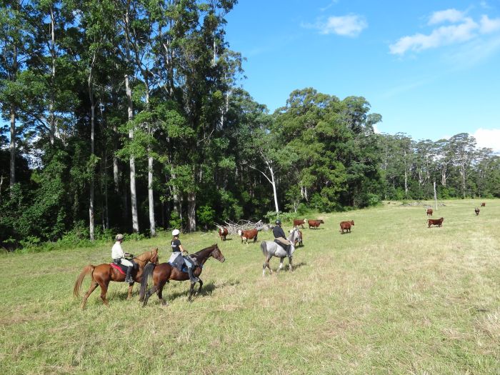 Comboyne Plateau- und Strandritt