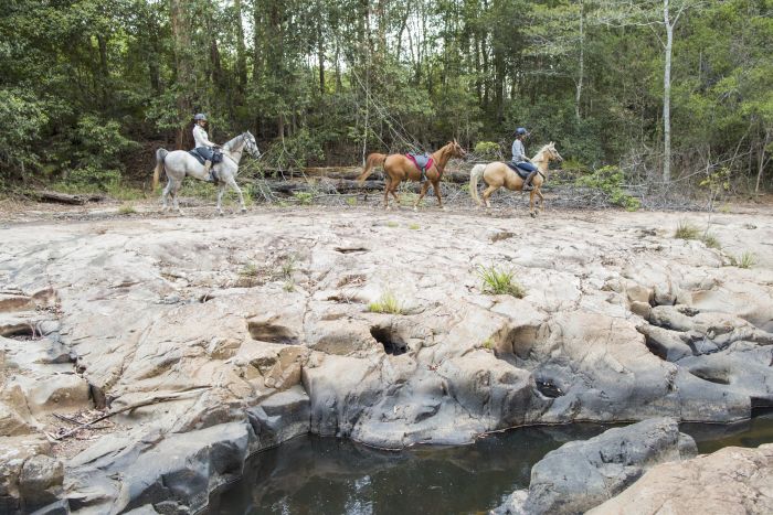 Comboyne Plateau- und Strandritt