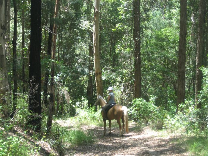 Comboyne Plateau- und Strandritt