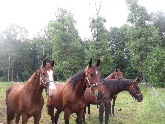 Sternritte in Westpommern