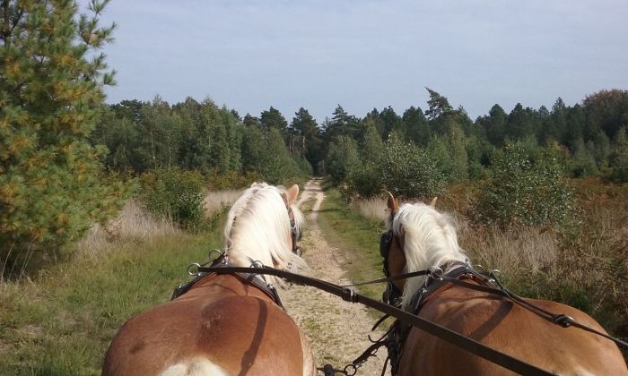 Sternritte durch den Nationalpark De Meinweg