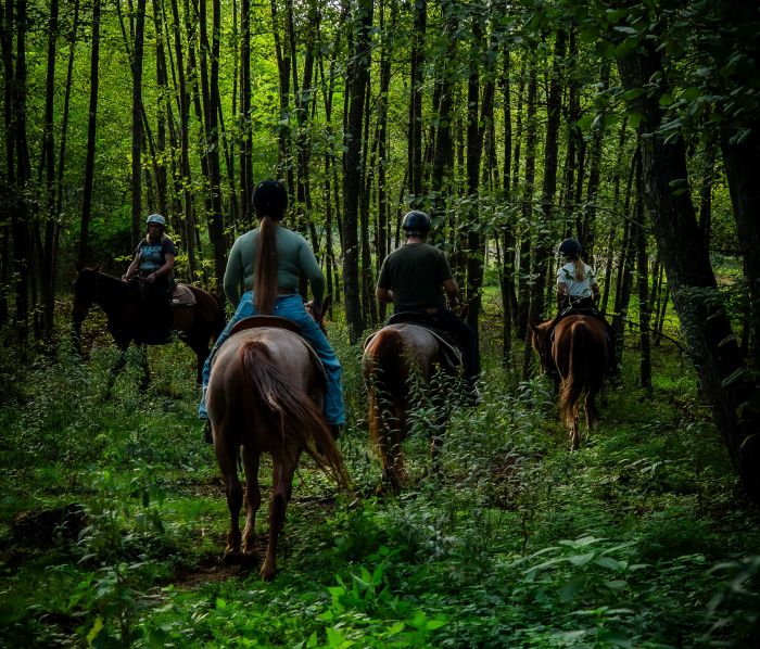 Westernreiten in Ungarn