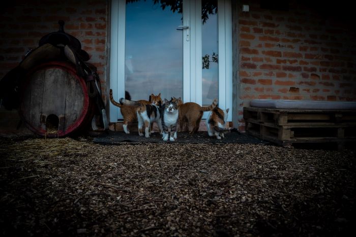 Westernreiten in Ungarn