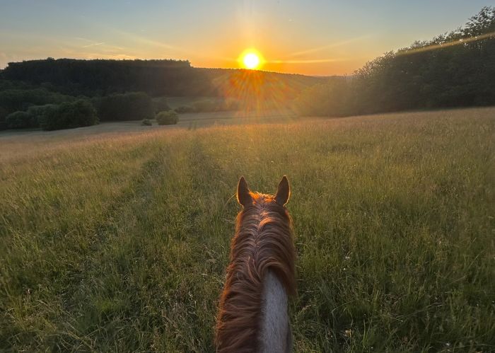 Westernreiten in Ungarn
