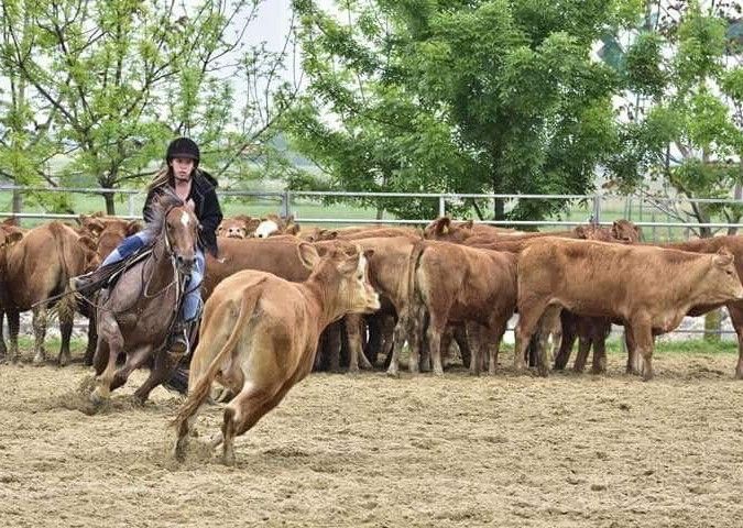 Westernreiten in Ungarn