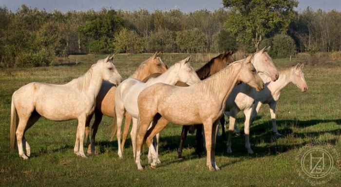 Sternritte durch die ungarische Steppe