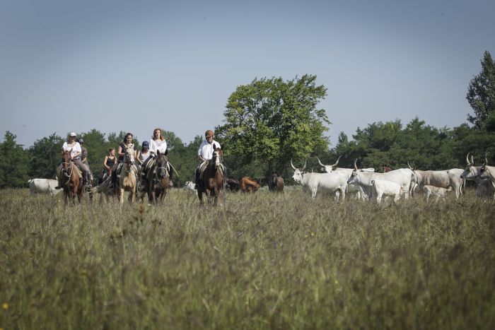Sternritte durch die ungarische Steppe