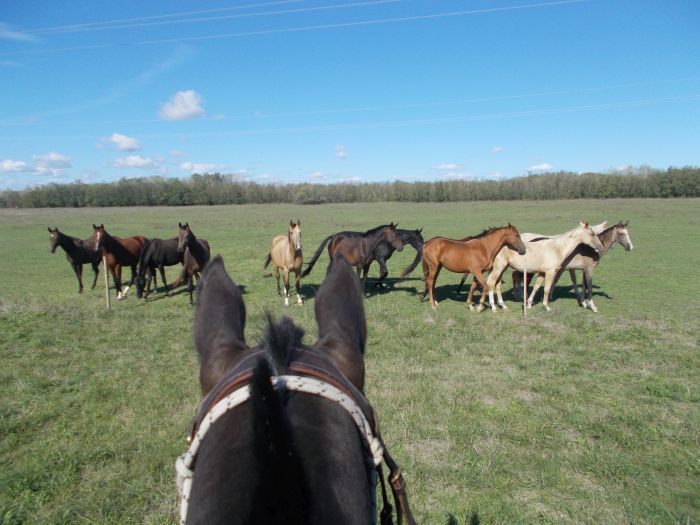 Sternritte durch die ungarische Steppe